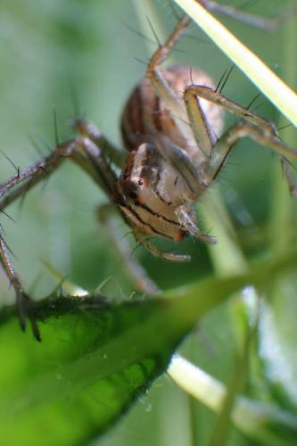 Common Lynx Spider - Oxyopes quadrifasciatus